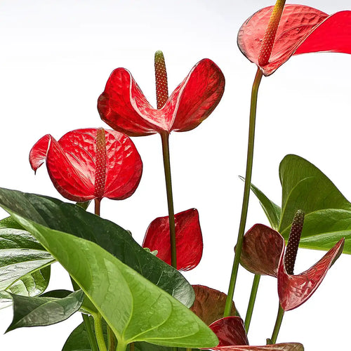 Beautiful Anthurium Gift