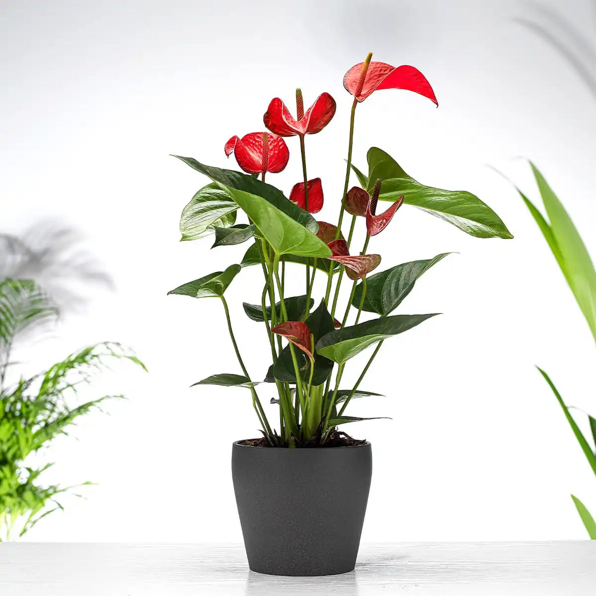 Beautiful Anthurium Gift