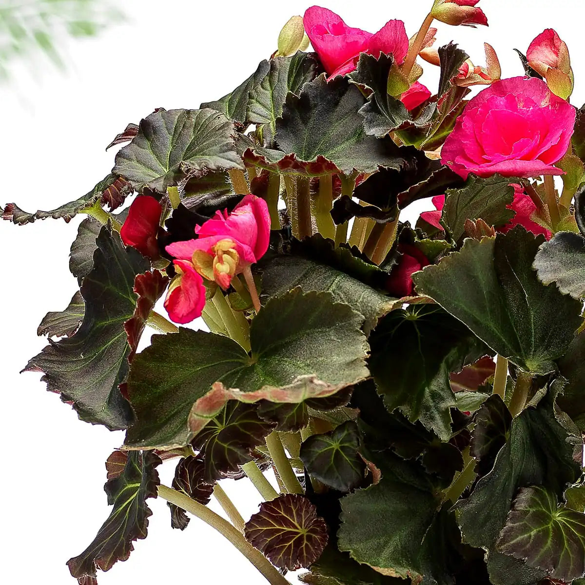 Begonia Gift zoom