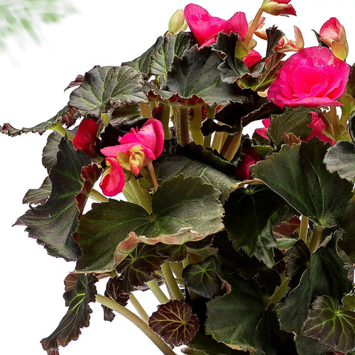 Begonia Gift zoom