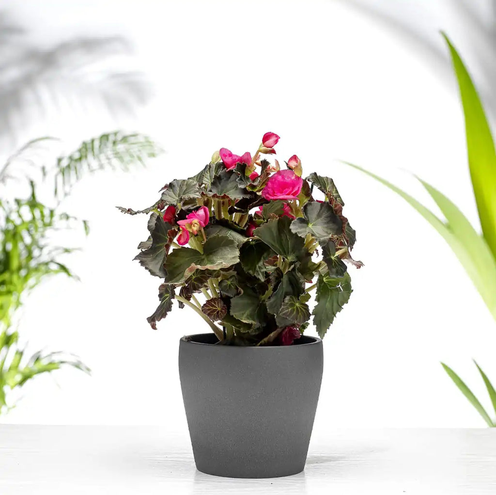 Begonia Gift