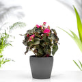 Begonia Gift