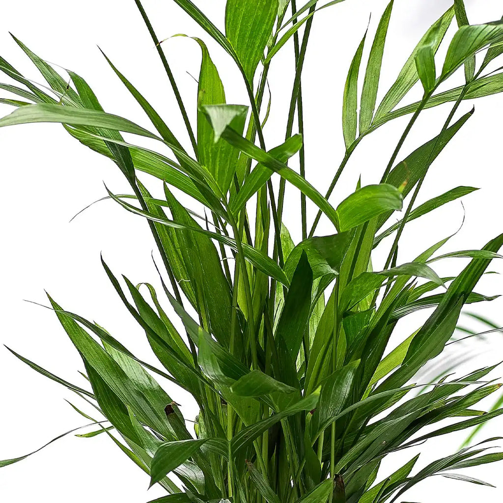 Chamaedorea Elegans Gift zoom