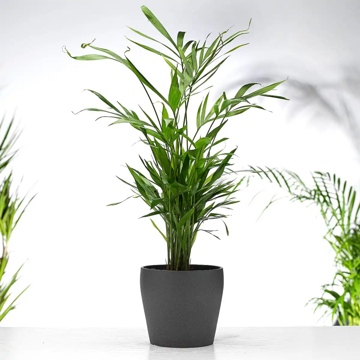 Chamaedorea Elegans Gift