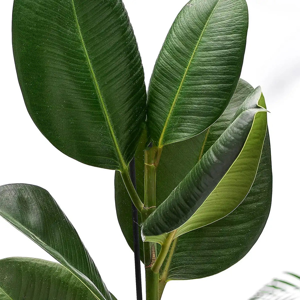 Ficus Robusta Gift zoom