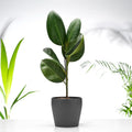 Ficus Robusta Gift