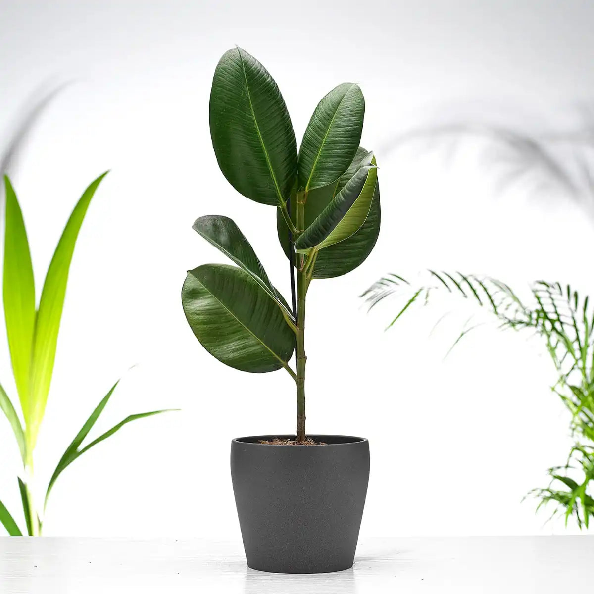 Ficus Robusta Gift