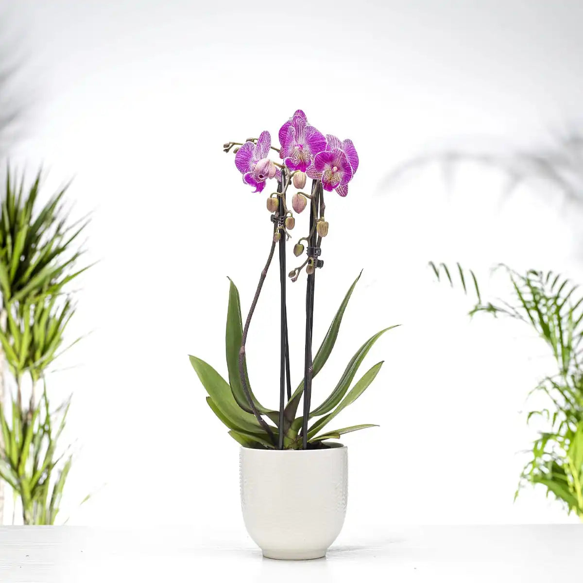 Phalaenopsis Orchid Gift