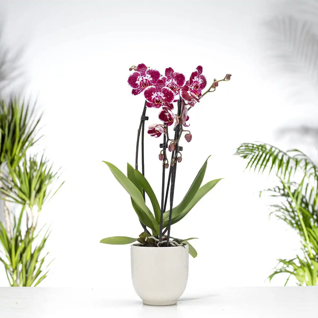Phalaenopsis Orchid Gift