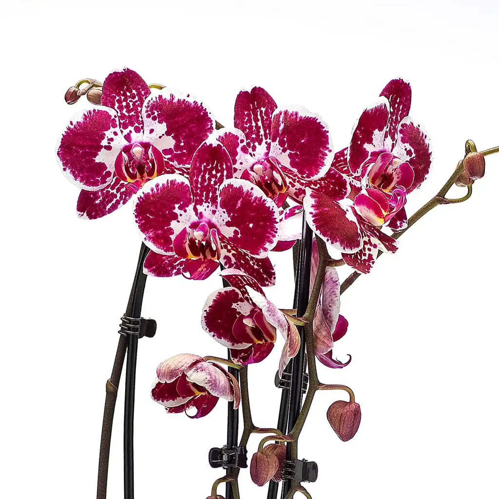 Phalaenopsis Orchid Gift
