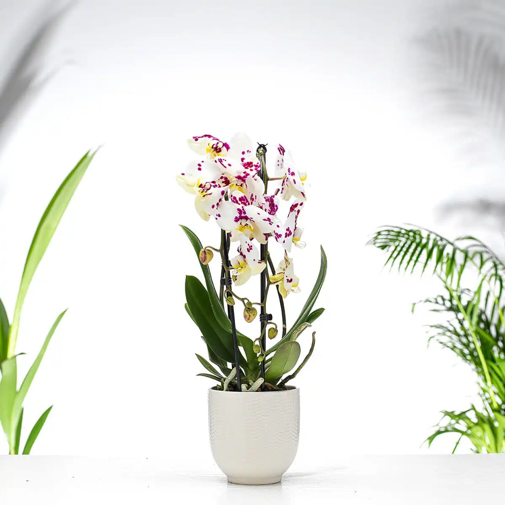 Phalaenopsis Orchid Gift