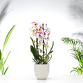 Phalaenopsis Orchid Gift