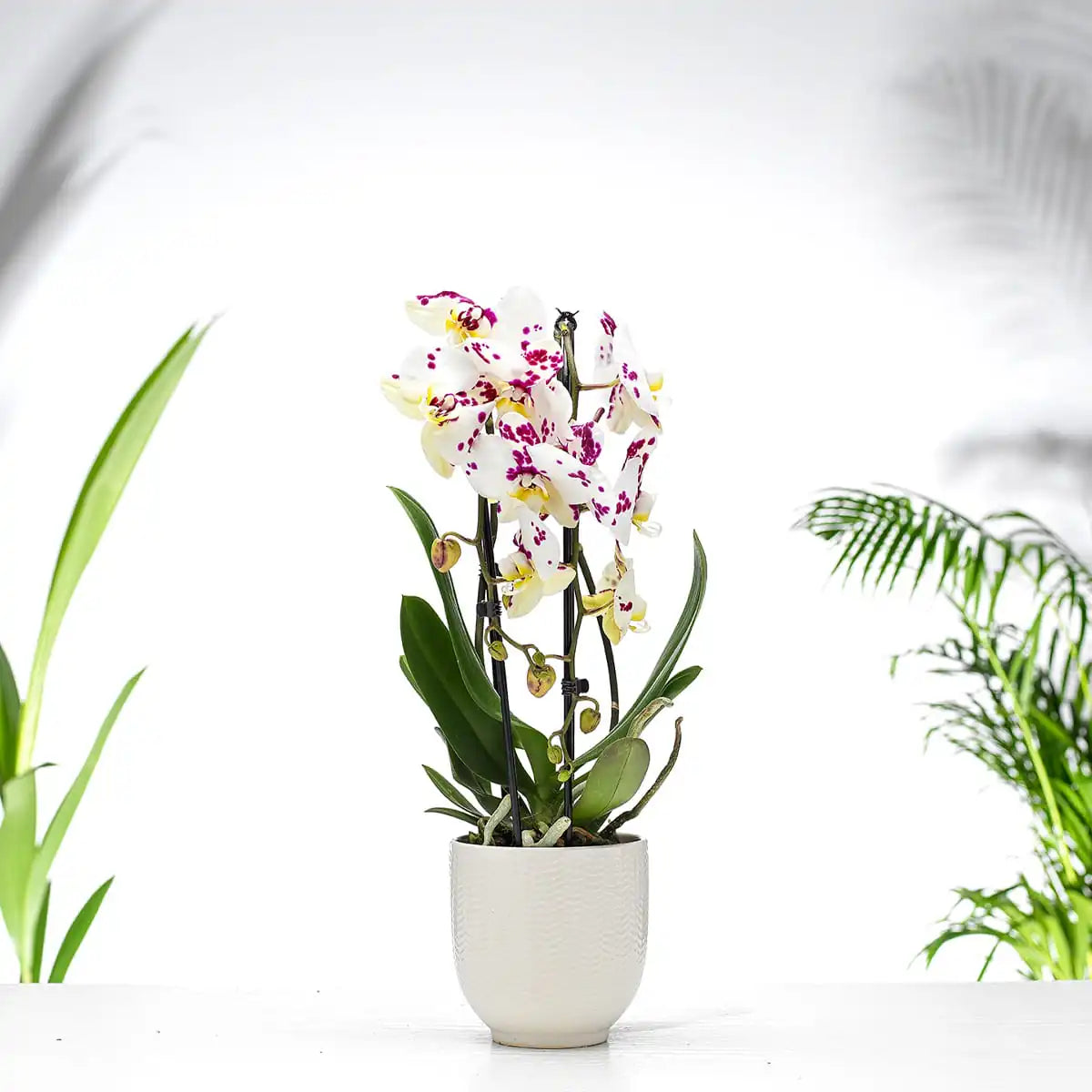 Phalaenopsis Orchid Gift