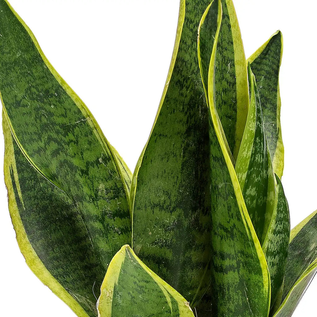 Sanseveria Suberba Gift zoom