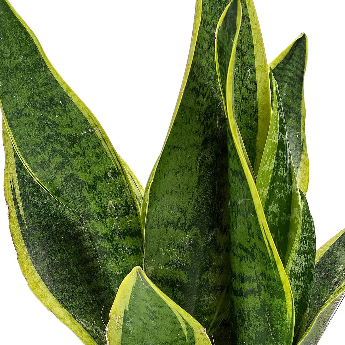 Sanseveria Suberba Gift zoom