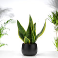 Sanseveria Suberba Gift