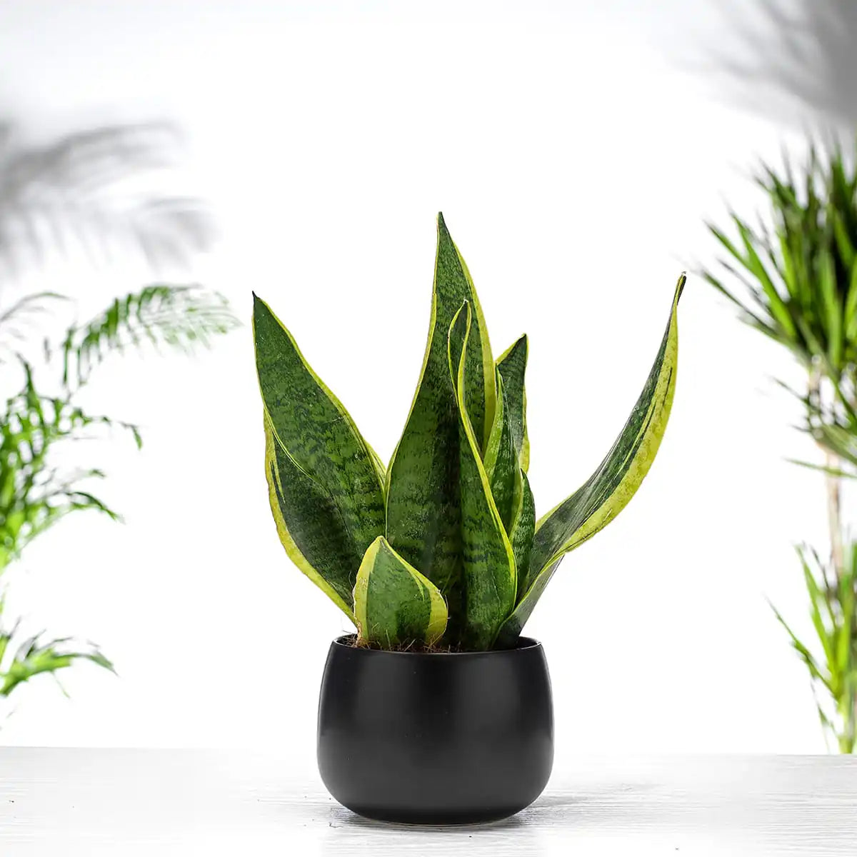 Sanseveria Suberba Gift
