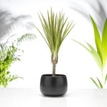 House Plant